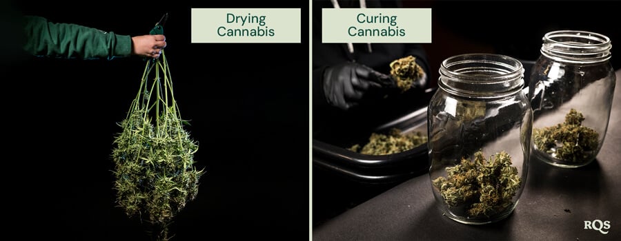 Drying vs curing cannabis