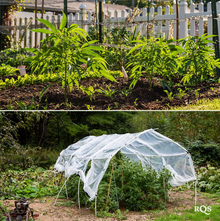 Two images: Left shows young plants in a garden, and right shows a garden with a protective netting canopy.