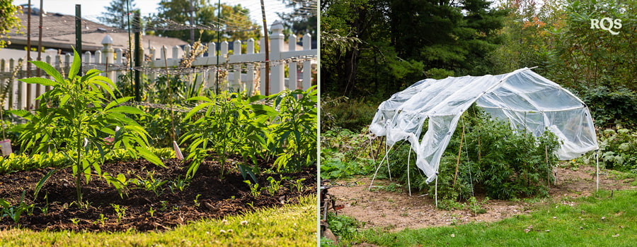 Two images: Left shows young plants in a garden, and right shows a garden with a protective netting canopy.