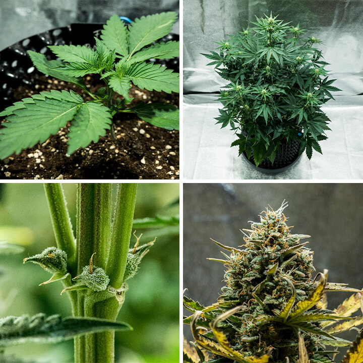 Collage of Fat Banana Auto cannabis strain by Royal Queen Seeds. This autoflower offers high THC, sweet banana and earthy flavors, growing up to 70 cm and yielding 450 g/m² in 7–8 weeks.