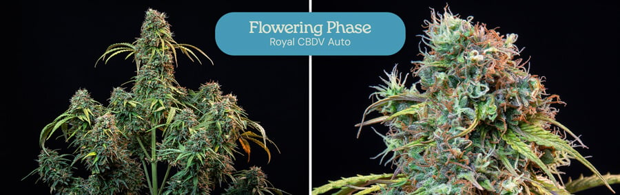 A photo showing the flowering stage of a Royal CBDV Auto cannabis plant. The left side shows the plant with developing buds, while the right side shows a close-up of a mature bud.