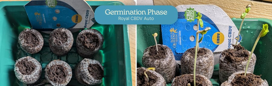 A photo showing the germination process of Royal CBDV Auto seeds. The left image shows the seeds soaking in water, while the right image shows the seeds sprouting in soil.