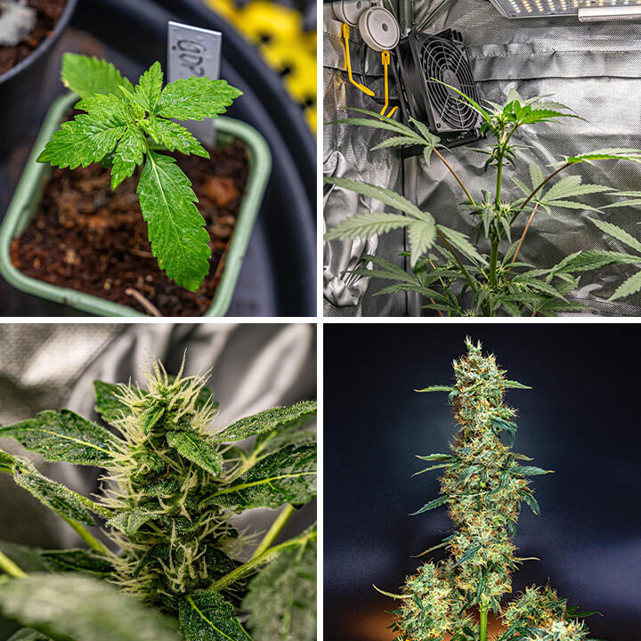 A collage of four images showing stages of Granddaddy Purple Auto: a seedling, a plant in a grow tent, a close-up of a bud, and a mature plant with buds.