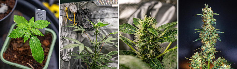 A collage of four images showing stages of Granddaddy Purple Auto: a seedling, a plant in a grow tent, a close-up of a bud, and a mature plant with buds.