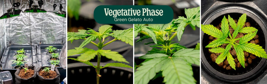 Green Gelato Auto Vegetative Phase