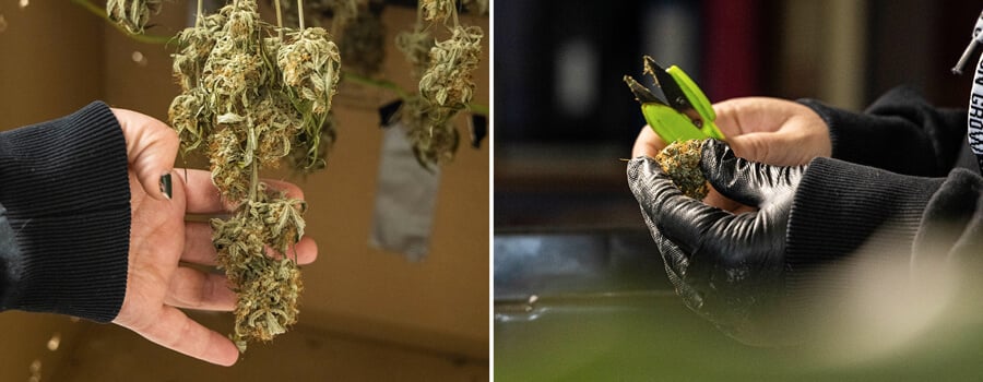 Two images depicting cannabis processing. On the left, a hand examines drying cannabis buds hanging from stems. On the right, gloved hands use scissors to trim a cannabis bud.