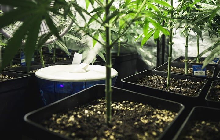 Healthy potted plants in a controlled grow space with a humidifier increasing humidity for optimal growth.