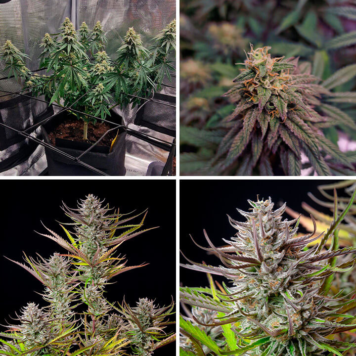 Mimosa Cannabis Plant Growth Stages: A photo showcing the development of a Mimosa cannabis plant, from early vegetative stage to mature flowering buds.