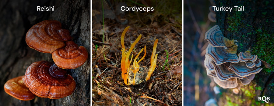 mycocannabinoids in mushrooms