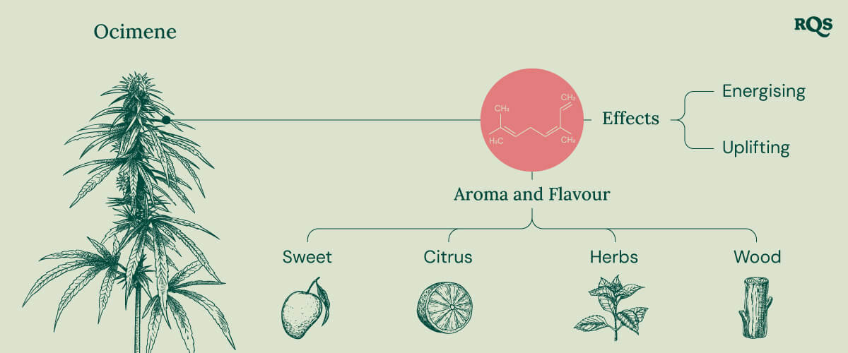 Diagram of the ocimene terpene characteristics found in cannabis, highlighting its energizing and uplifting effects. The image also features its aroma and flavor profile, including sweet, citrus, herbal, and woody notes.