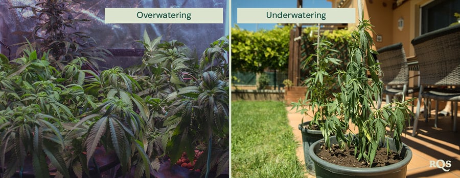 overwatering vs unerwatering cannabis