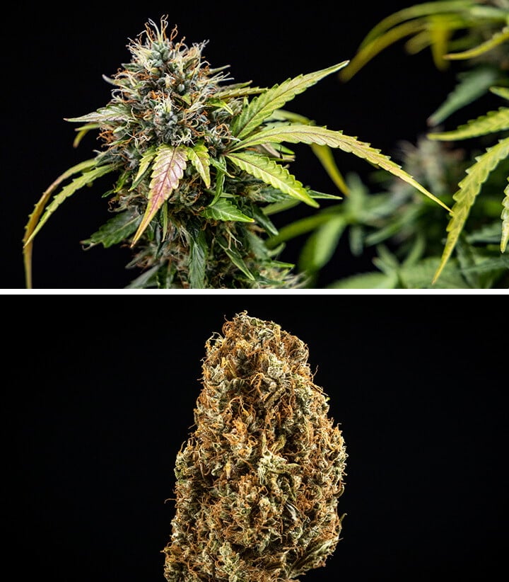 Close-up of a cannabis plant with vibrant green leaves and numerous small purple buds, showcasing early flower development and healthy growth.