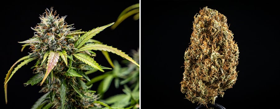 Close-up of a cannabis plant with vibrant green leaves and numerous small purple buds, showcasing early flower development and healthy growth.