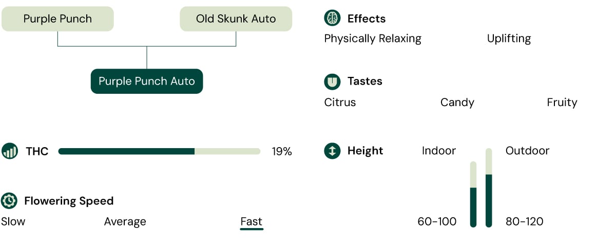 Purple Punch Auto Characteristics