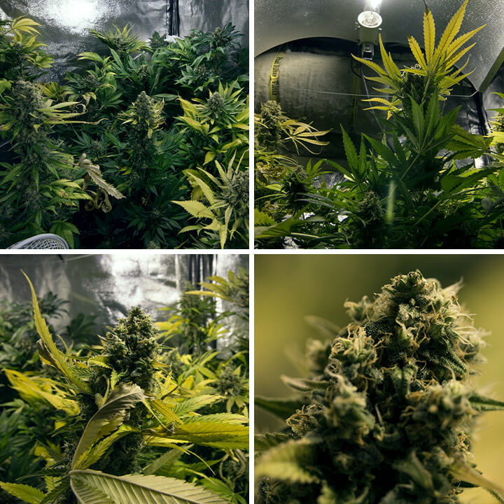 Collage of four photos showing the growth of a Royal Domina cannabis plant, from its first green leaves to the formation of mature