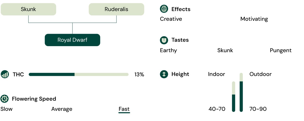 Royal Dwarf Autoflower Characteristics