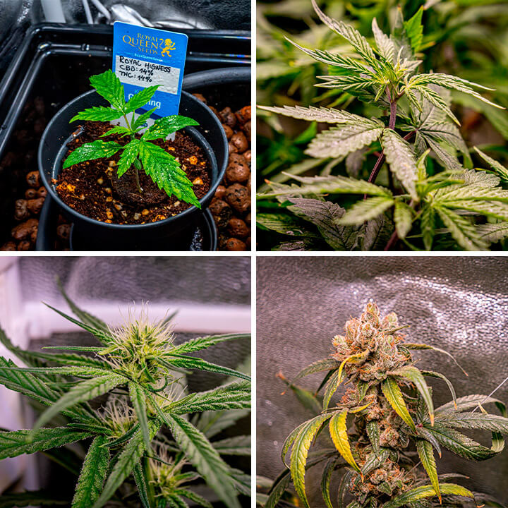 The images depict the Royal Highness cannabis strain progression from early vegetative stages to mature flowering, with vibrant green leaves and thick buds covered in trichomes. 