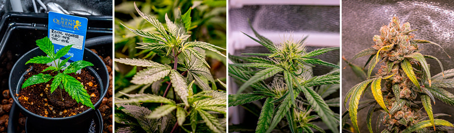 The images depict the Royal Highness cannabis strain progression from early vegetative stages to mature flowering, with vibrant green leaves and thick buds covered in trichomes. 