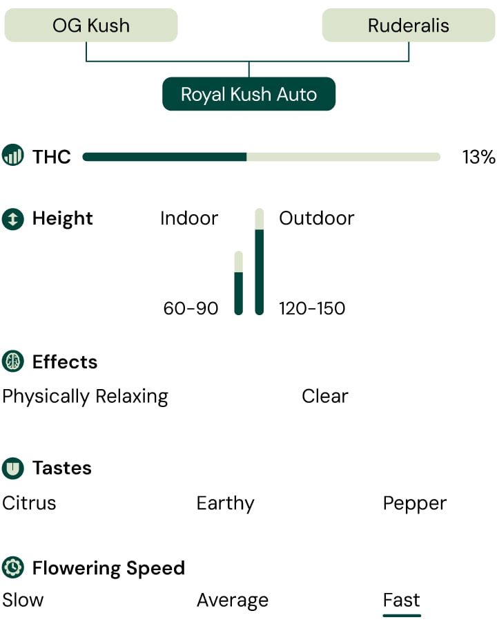 Royal Kush Auto Characteristics