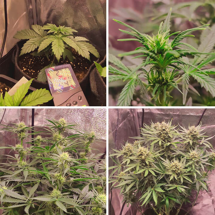 Growth stages of the Royal Kush Auto cannabis strain. The images depict the plant progressing from its early seedling phase to its flowering stage in an indoor grow setup. 