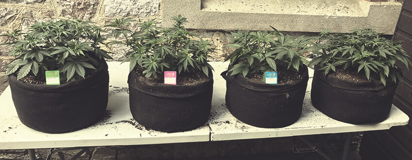 Growing marijuana in plant pots- Alchimia Grow Shop