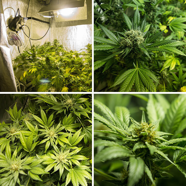 Series of photos highlighting the unique features of an indoor-grown Somango XL cannabis plant, showcasing its broad leaves and frosty buds, emphasizing the strain's distinctive qualities.