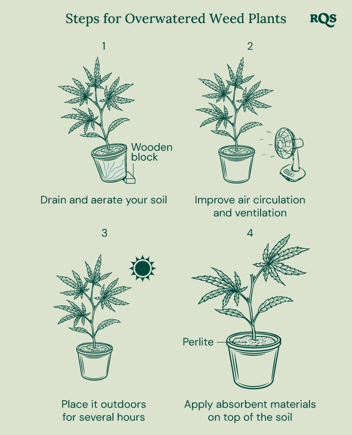 How to fix overwatered cannabis