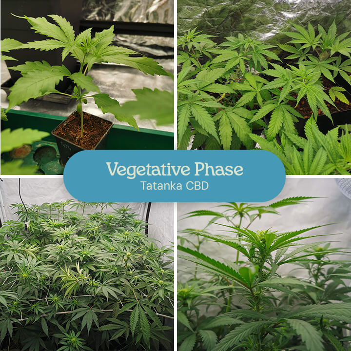 Collage of four images showing the vegetative phase of Tatanka CBD plants: a small seedling, a larger plant with leaves, a group in a grow tent, and a close-up with forming buds.