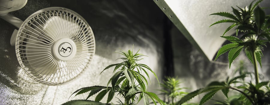 Indoor plants in a climate-controlled grow room with a fan for optimal airflow and healthy growth.