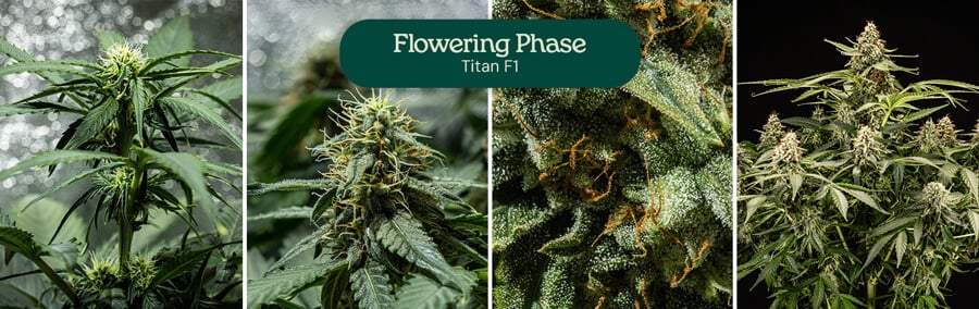 Collage of four images showcasing the Titan F1 cannabis strain in full flowering phase.