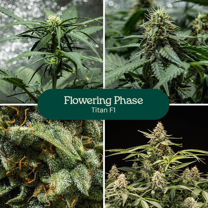 Collage of four images showcasing the Titan F1 cannabis strain in full flowering phase.