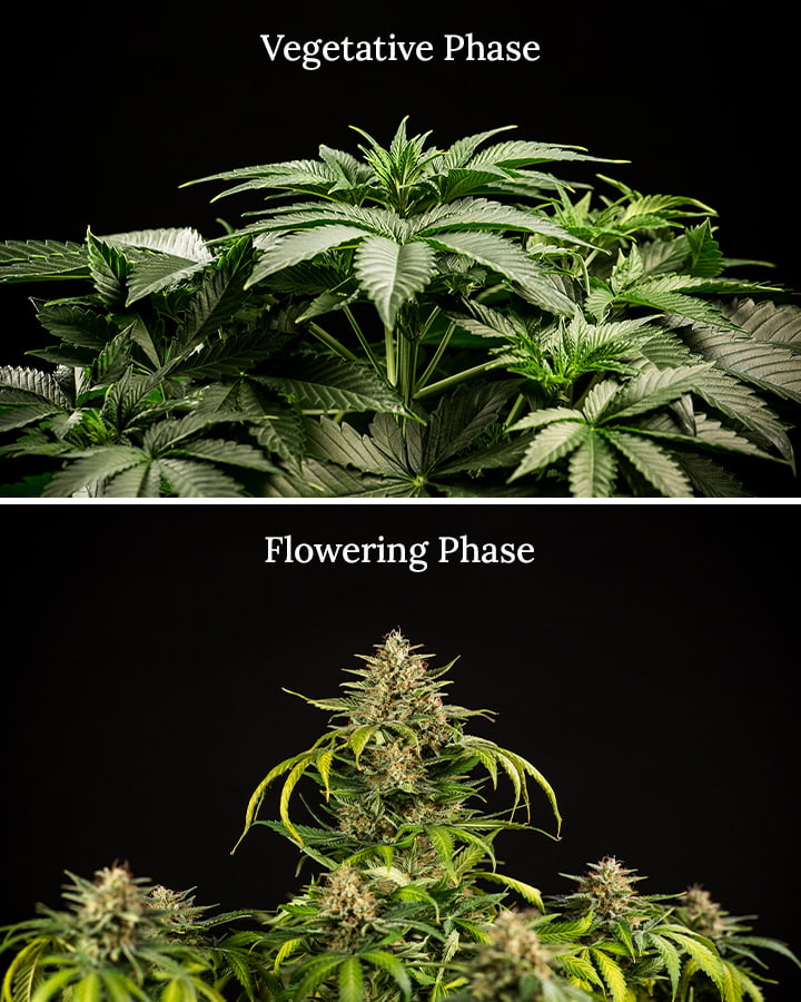 Veg vs flowering