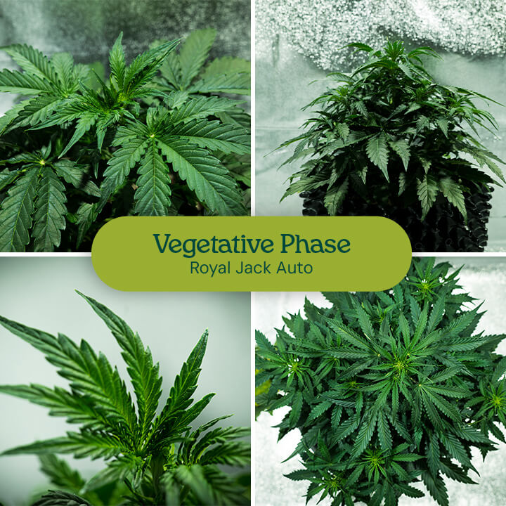 Cannabis plant growth during the vegetative phase: Young plants with healthy leaves and stems grow from small seedlings into larger, bushy plants.