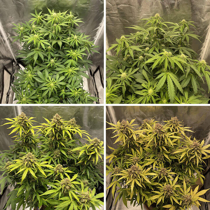 A collage showing the growth stages of a Gelato 44 cannabis plant, from seedling to mature, healthy green plant in a grow tent.