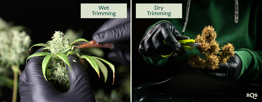 Wet vs dry cannabis trimming