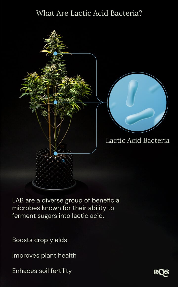 What is lactic acid bacteria