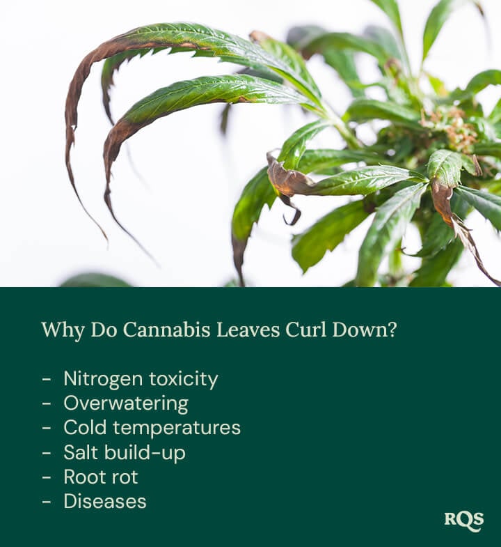 Stressed plant with curling down, discolored leaves. Possible causes: overwatering, nutrient deficiencies, or cold temperatures.