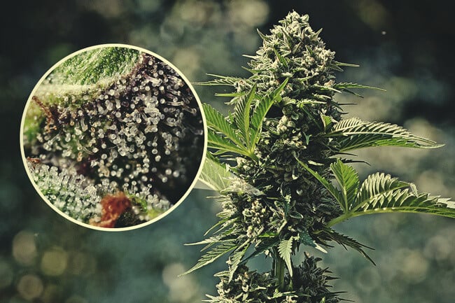 Getting The Most Out Of Cannabis Trichomes - RQS Blog