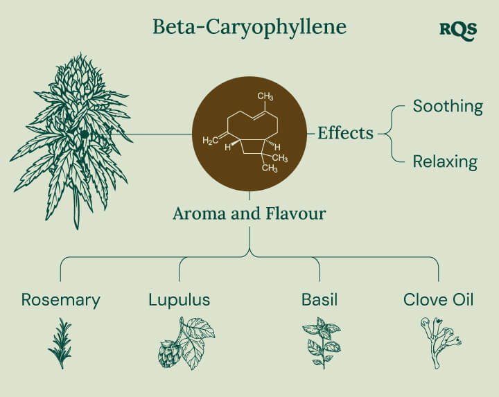 Beta-Caryophyllene Aroma & Effects