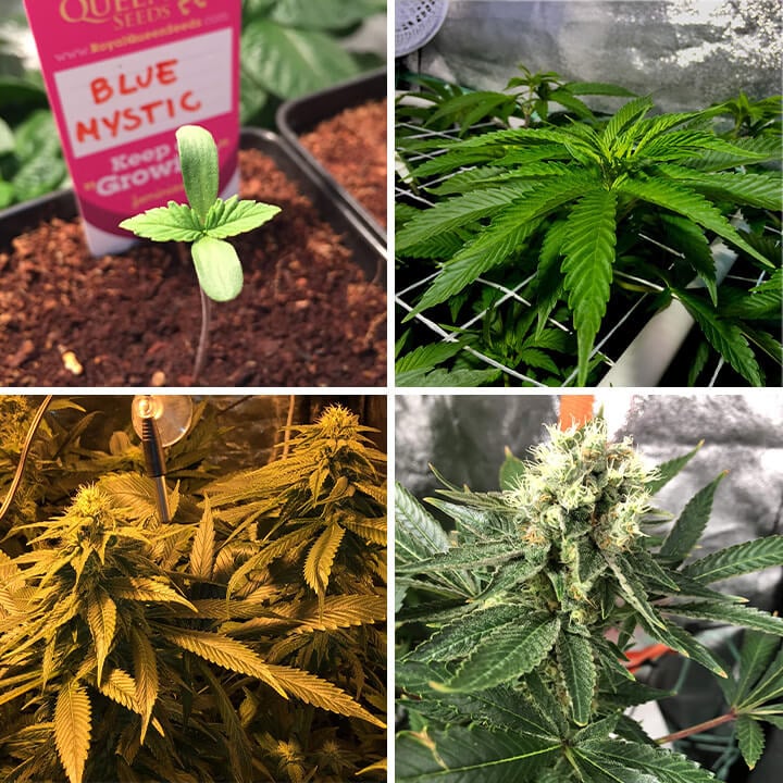 Collage showing Blue Mystic cannabis growth stages: seedling, young plant with leaves, budding flower, and mature plant with dense buds.