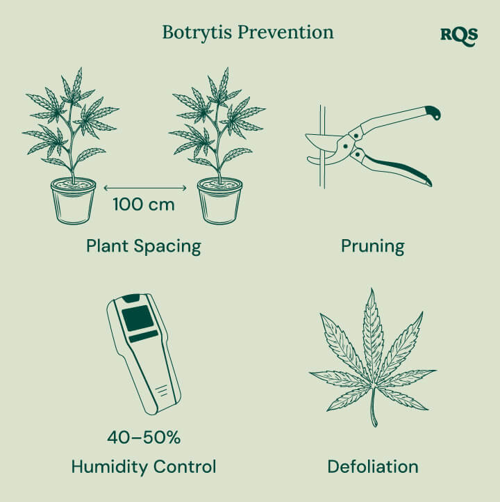 Find Out How to Prevent Botrytis in Weed Plants - RQS Blog