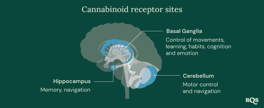 Cannabinoid Receptor Sites