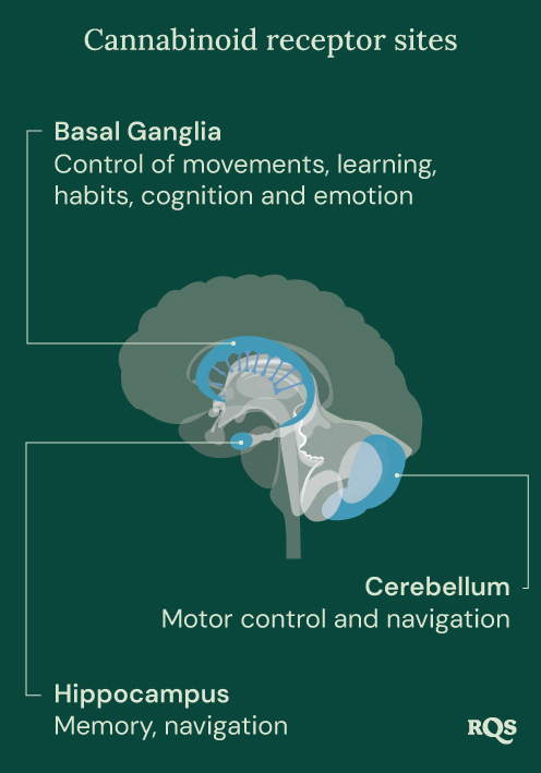 Cannabinoid Receptor Sites