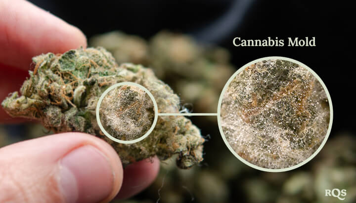 A close-up of mold growing on a cannabis bud. The mold is a white, fuzzy substance that covers the surface of the bud.