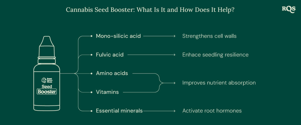 Cannabis Seed Booster