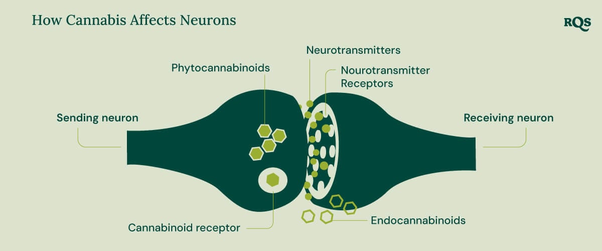 Infographic showing how phytocannabinoids and endocannabinoids interact with cannabinoid receptors, neurotransmitters, and their receptors. The diagram highlights the process between sending and receiving neurons in the context of cannabis compounds affecting brain function.