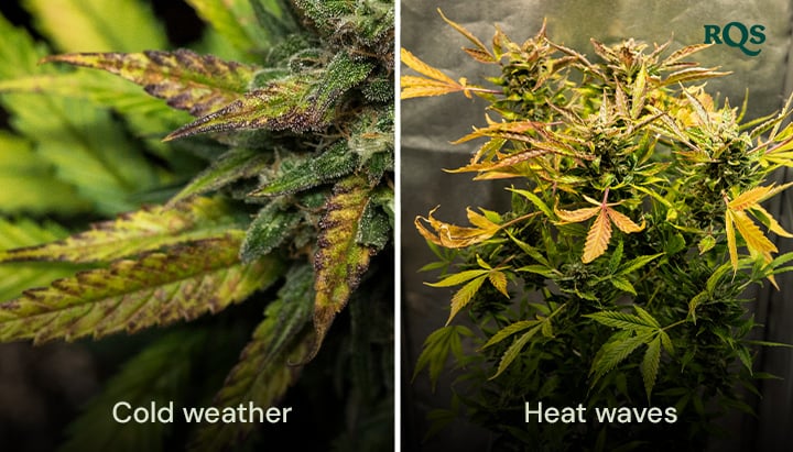 Comparison of cannabis leaves damaged by cold weather and heat waves, with visible yellowing and curling. Highlights environmental stress on cannabis leaves turning yellow.