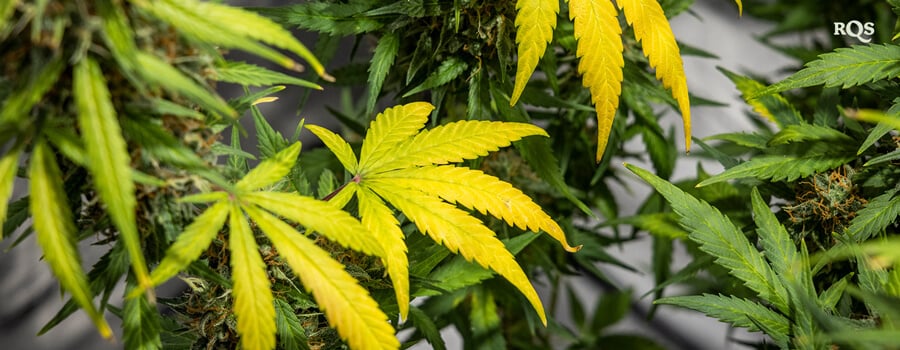 Close-up of cannabis leaves turning yellow, showcasing early signs of stress or nutrient deficiencies. Highlights cannabis yellowing during different growth stages.