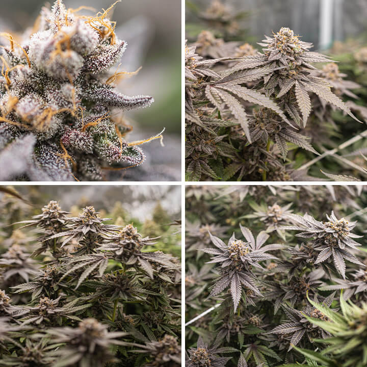 Dynamite Diesel cannabis plant at different growth stages: a close-up of a bud, a flowering plant with forming buds, a mature plant with dense buds, and another close-up of a bud