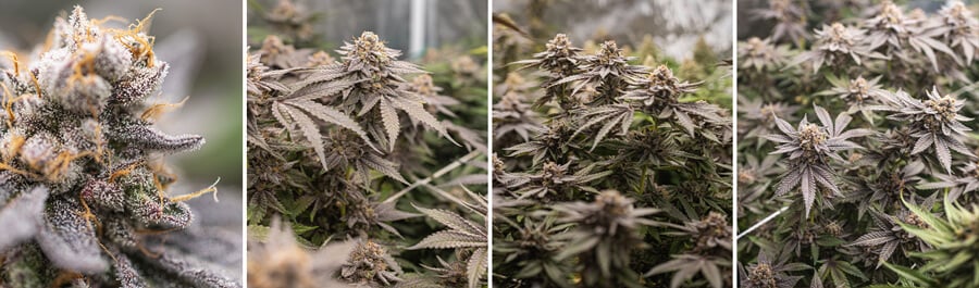 Dynamite Diesel cannabis plant at different growth stages: a close-up of a bud, a flowering plant with forming buds, a mature plant with dense buds, and another close-up of a bud